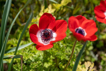 アネモネの写真