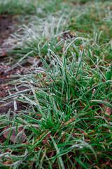 frost on the green grass in the winter morning