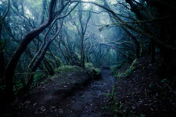 Path Through A Dark Forest Misty Woodland Landscape Wall Mural 