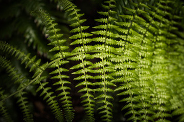 fresh green fern leaves close up view