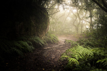 Naklejka na ściany i meble path through a dark forest. Misty woodland landscape