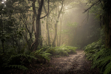 path through a dark forest. Misty woodland landscape