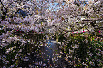 桜の写真