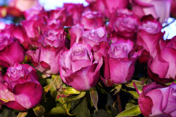 Fototapeta na wymiar Valentines day background with pink roses. Selective focus