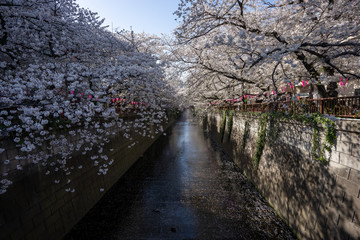 桜の写真