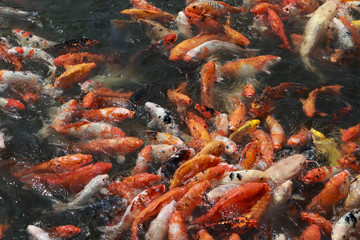 Obraz na płótnie Canvas carp fish gold animals veitnam