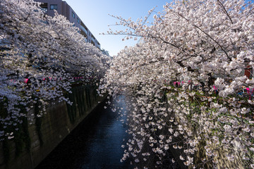 桜の写真