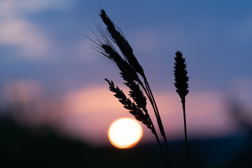 Grass spikes on sunset sky background