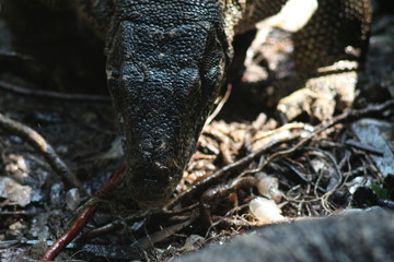 Koh Phangan Island, Surat Thani, Thailand