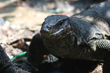 Koh Phangan Island, Surat Thani, Thailand