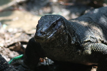 Koh Phangan Island, Surat Thani, Thailand