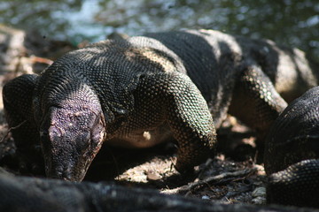 Koh Phangan Island, Surat Thani, Thailand