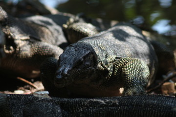 Obraz premium Koh Phangan Island, Surat Thani, Thailand