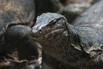 Koh Phangan Island, Surat Thani, Thailand
