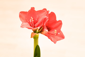 red Amaryllis bloom on white background