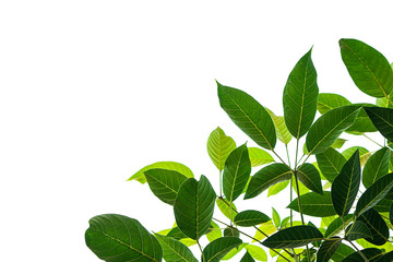 Fototapeta premium Light and dark leaves on a white background.
