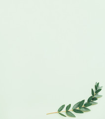 Floral decorative background. Natural composition. Green olive sprig on sage toned backdrop.
