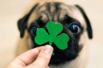 St. Patrick's Day paper green clover on the nose of a pug dog