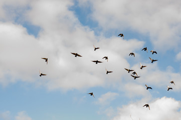 Birds in the sky. Natural background 