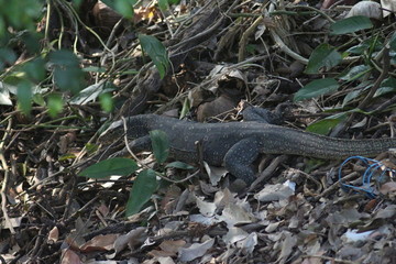 Koh Phangan Island, Surat Thani, Thailand