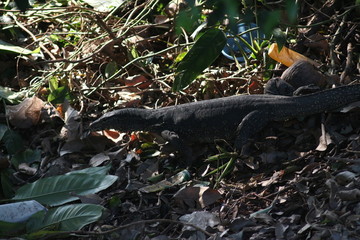 Koh Phangan Island, Surat Thani, Thailand