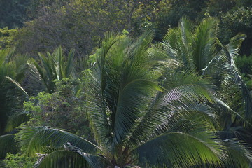 Obraz premium Koh Phangan Island, Surat Thani, Thailand