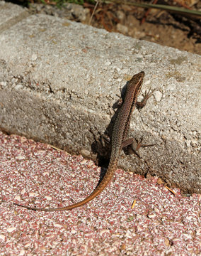 wall lizard