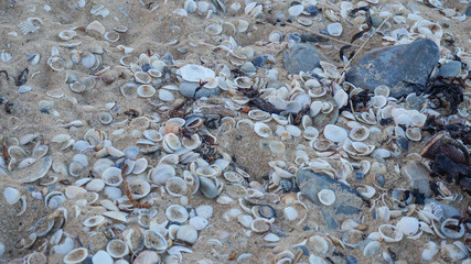 the spectacular red rocks bays of fire in tasmania, australia