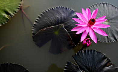 Pink lotus flowers in the garden in the morning