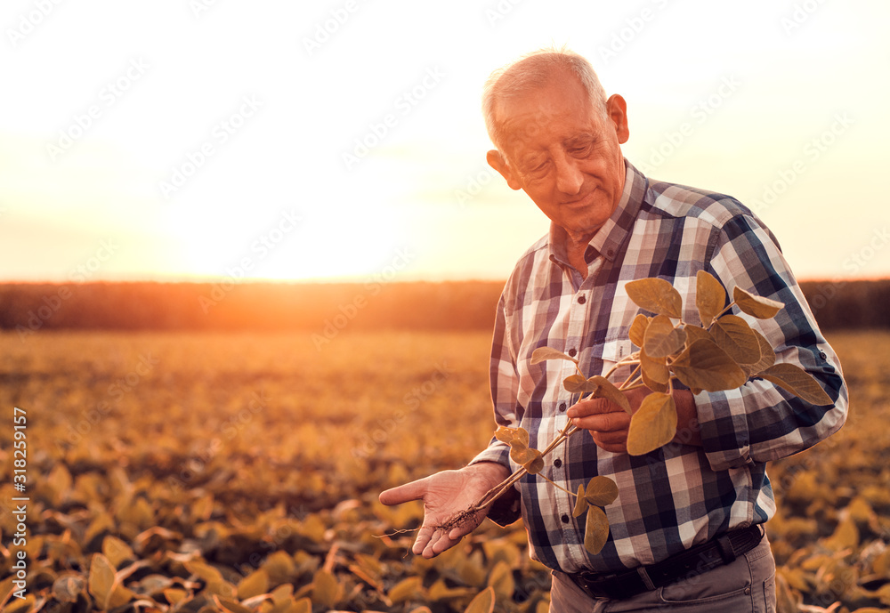 Wall mural senior farmer standing in soybean field examining crop at sunset.