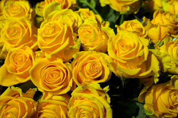 Fresh delicate yellow roses background    