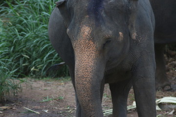 Fototapeta premium Koh Phangan Island, Surat Thani, Thailand