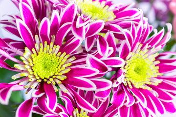 Beautiful bunch of flowers. Summer background. 8 March Women's Day concept.