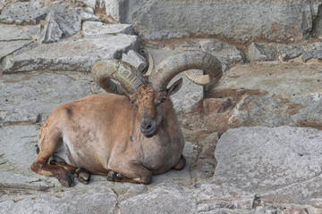 Adult male East Caucasian Tur, (Capra cylindricornis), with rocks background