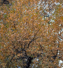 Autumn bright landscape in the park area