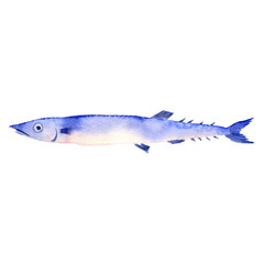 Obraz premium watercolor drawing fish, saury