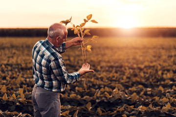 Senior farmer standing in soybean field examining crop at sunset.