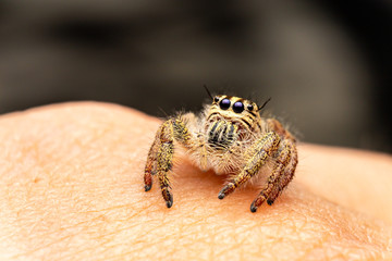 macro image of jumping spider. macro mode close up shot animal and insect.