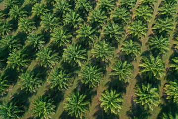 Aerial photo of palm oil plantations 