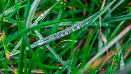 Dewy grass