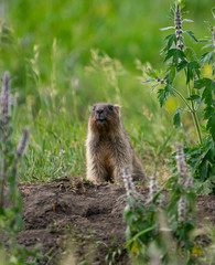 curious groundhog on a background of green grass