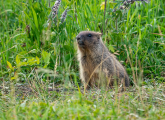 Naklejka na ściany i meble curious groundhog on a background of green grass