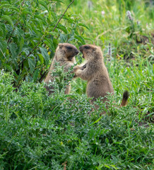 Two young groundhogs having fun and playing on the grass