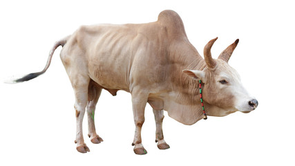 Cows Standing on a white background  Clipping Path