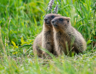 Two young groundhog on green grass