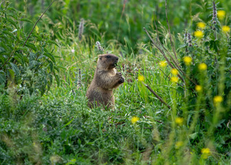 Naklejka na ściany i meble Marmot eats a plant on green grass