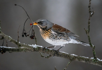 Fieldbird eating rowan berry on a branch