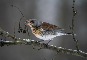 Fieldbird eats sitting on a rowan branch