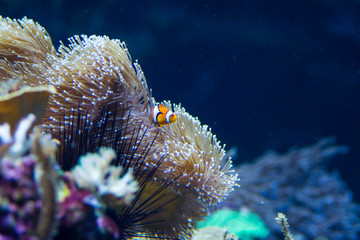 Clownfish