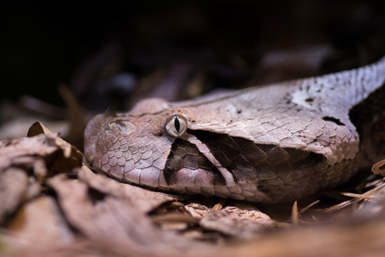 Snake